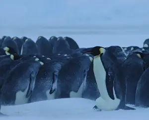 Storm Prints: Emperor Penguin - brooding egg during blizzard - Antarctica OLI00006