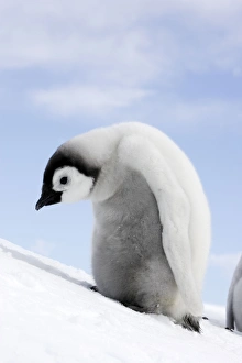 <b class=qtipBold><figcaption>Emperor Penguin - chick</figcaption></b><br>WAT-11254 Emperor Penguin - chick Snow Hill Island, Antarctica Aptenodytes forsteri M. Watson Please note that prints are for personal display purposes only and may not be reproduced in any way.<br><em>© M.Watson / ardea.com</em> Emperor Penguin - chick