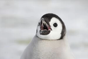 Emperor Penguin - Chick Calling