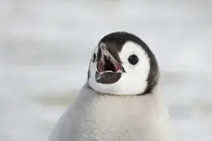 Antarctic Prints: Emperor Penguin - Chick Calling Aptenodytes forsteri Snow Hill Island Antarctica BI011886