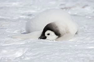 Emperor Penguin - Chick Eating Snow