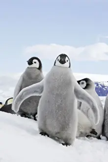Flippers Prints: Emperor Penguin - chick flapping wings. Snow hill island - Antarctica