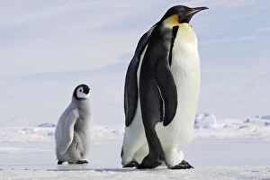 Emperor Penguin - chick following adults