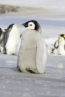 Emperor Penguin - chick lifting feet off ice to keep warm. Snow hill island - Antarctica