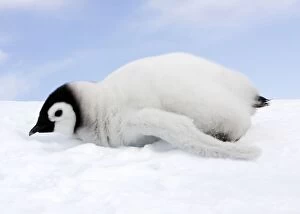 Emperor Penguin - chick lying on ice