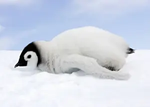 Antarctic Prints: Emperor Penguin - chick lying on ice. Snow hill island - Antarctica