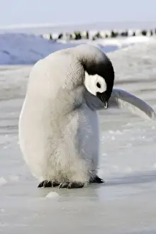 Flippers Prints: Emperor Penguin - chick preening. Snow hill island - Antarctica