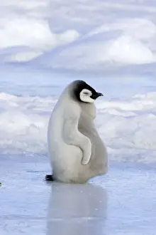 Emperor Penguin - chick resting on ice. Snow hill island - Antarctica