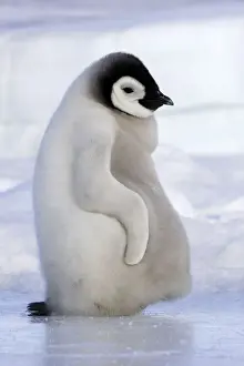 Emperor Penguin - chick resting on ice. Snow hill island - Antarctica