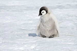 Sea Birds Gallery: Emperor Penguin - Chick on Sea Ice
