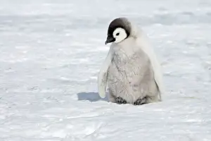Antarctic Prints: Emperor Penguin - Chick on Sea Ice Aptenodytes forsteri Snow Hill Island Antarctica BI011926