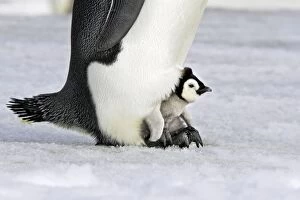 Emperor Penguin - chick sheltering on adults feet