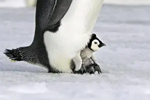 Emperor Penguin - chick sheltering on adult's feet. Snow hill island - Antarctica