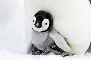 Penguins Collection: Emperor Penguin - chick sheltering on adult's feet. Snow hill island - Antarctica