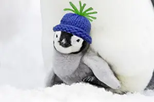 Christmas Prints: Emperor Penguin - chick sheltering on adult's feet with woolly hat Digital Manipulation