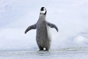 Curiosity Prints: Emperor Penguin - chick singing'. Snow hill island - Antarctica