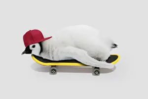 Images Dated 17th March 2020: Emperor Penguin, chick on skateboard wearing baseball cap Date: 26-Jun-17