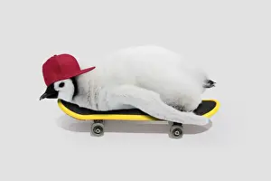 Xmas Prints: Emperor Penguin, chick on skateboard wearing baseball cap