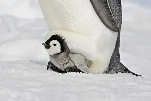 Emperor Penguin - With chick. Snow hill island. Antarctica