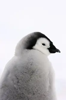 Emperor Penguin - chick. Snow hill island - Antarctica