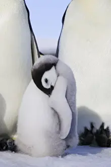 Emperor Penguin - chick. Snow hill island - Antarctica