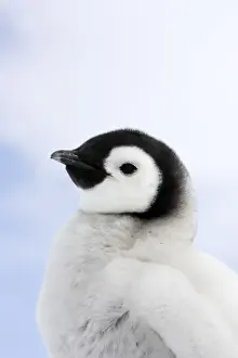 Emperor Penguin - chick. Snow hill island - Antarctica
