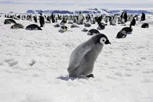 Emperor Penguin - chick. Snow hill island - Antarctica