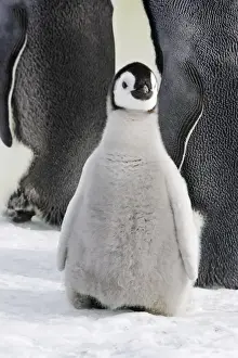Emperor Penguin - chick. Snow hill island - Antarctica