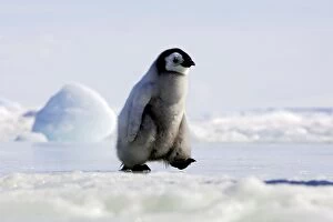 Baby Animals Collection: Emperor Penguin - chick walking across ice. Snow hill island - Antarctica