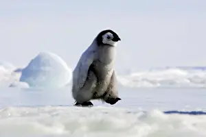 Walking Prints: Emperor Penguin - chick walking across ice. Snow hill island - Antarctica
