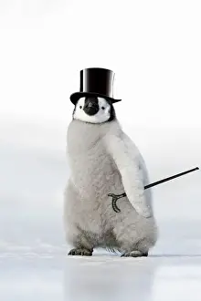 Hats Prints: Emperor Penguin - chick wearing bowler hat. Snow hill island - Antarctica