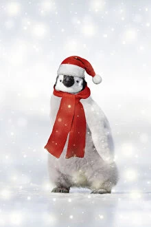 Images Dated 27th October 2006: Emperor Penguin - chick wearing Christmas hat and scarf