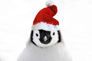 Christmas Hat Collection: Emperor Penguin - chick wearing Christmas hat. Snow hill island - Antarctica Digital Manipulation