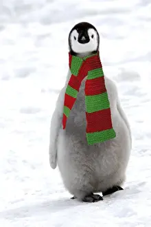 Scarf Prints: Emperor Penguin - chick, wearing christmas scarf Snow hill island - Antarctica