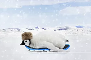 Emperor Penguin, chick wearing hat on a sledge in winter snow scene Date: 26-Jun-17
