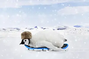 Sports Prints: Emperor Penguin, chick wearing hat on a sledge in winter snow scene