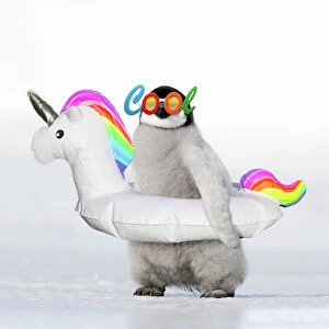 New Images March 2018 Gallery: Emperor Penguin - chick wearing inflatable unicorn