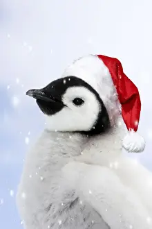 Emperor Penguin - chick wearing a red Santa Christmas hat