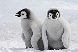 Images Dated 25th October 2006: Emperor Penguin - two chicks
