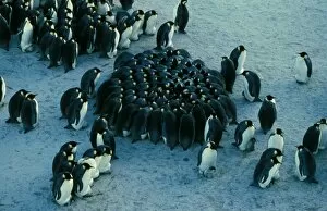 Colonies Gallery: Emperor penguin - chicks huddled together for warmth