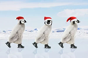Emperor Penguin - three chicks ice skating