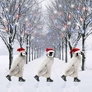 Avenue Gallery: Emperor Penguin, three chicks ice skating wearing