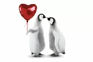Cos 2415 Gallery: Emperor Penguin, two chicks kissing holding heart shaped helium balloon Date: 26-Oct-18