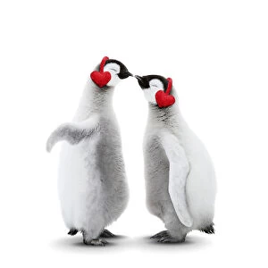 Emperor Penguin, two chicks kissing wearing heart-shaped