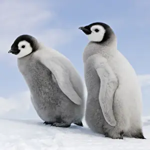 Antarctic Prints: Emperor Penguin - two chicks. Snow hill island - Antarctica