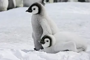 Emperor Penguin - two chicks. Snow hill island - Antarctica