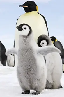 Flippers Prints: Emperor Penguin - two chicks. Snow hill island - Antarctica