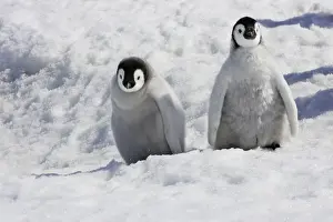 Emperor Penguin - two chicks. Snow hill island - Antarctica