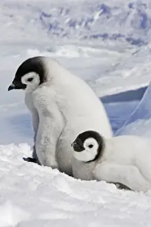 Emperor Penguin - two chicks. Snow hill island - Antarctica