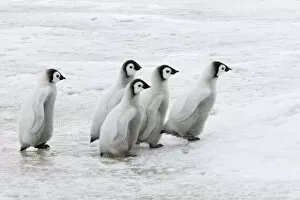 Emperor Penguin - Chicks Walking Across Sea Ice